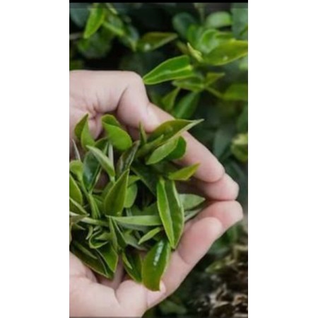 Rize yeşil çay 1 kg 